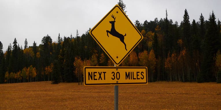 Minnesota Researchers Will Count Dead Deer to Prevent Future Vehicle Collisions
