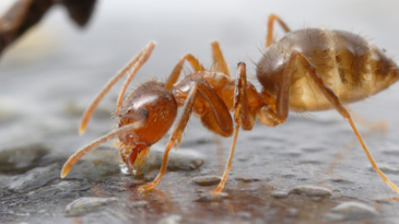 Tawny Crazy Ants Are Nasty, Violent, and Wildly Destructive. But Texas Researchers Have Discovered Their Kryptonite