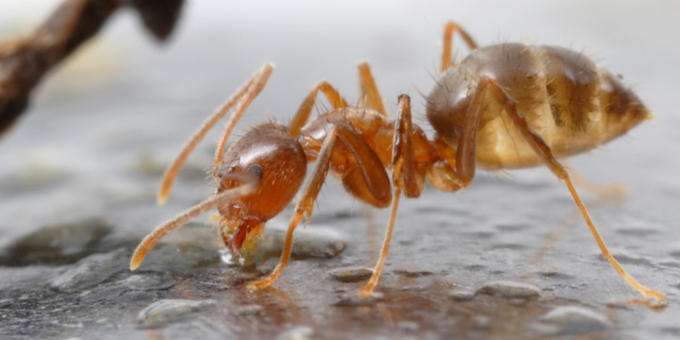 Tawny Crazy Ants Are Nasty, Violent, and Wildly Destructive. But Texas Researchers Have Discovered Their Kryptonite