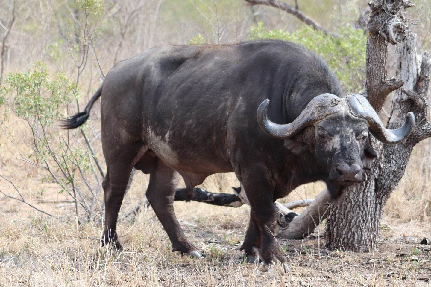 cape buffalo in africa