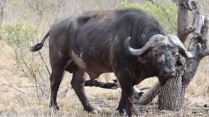 cape buffalo in africa