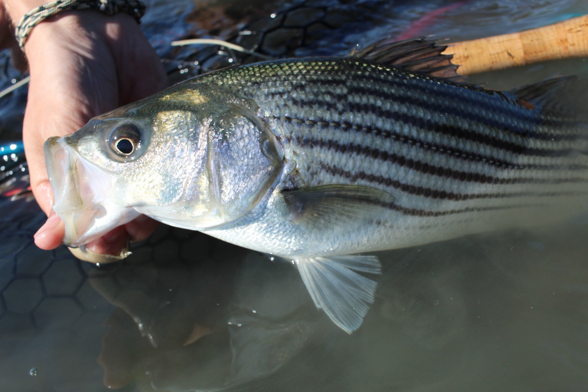 New lures for striped bass Fishing in canada