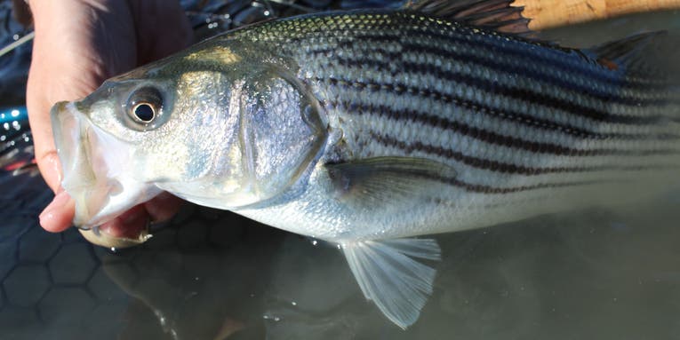 The Best Bait for Striped Bass Fishing