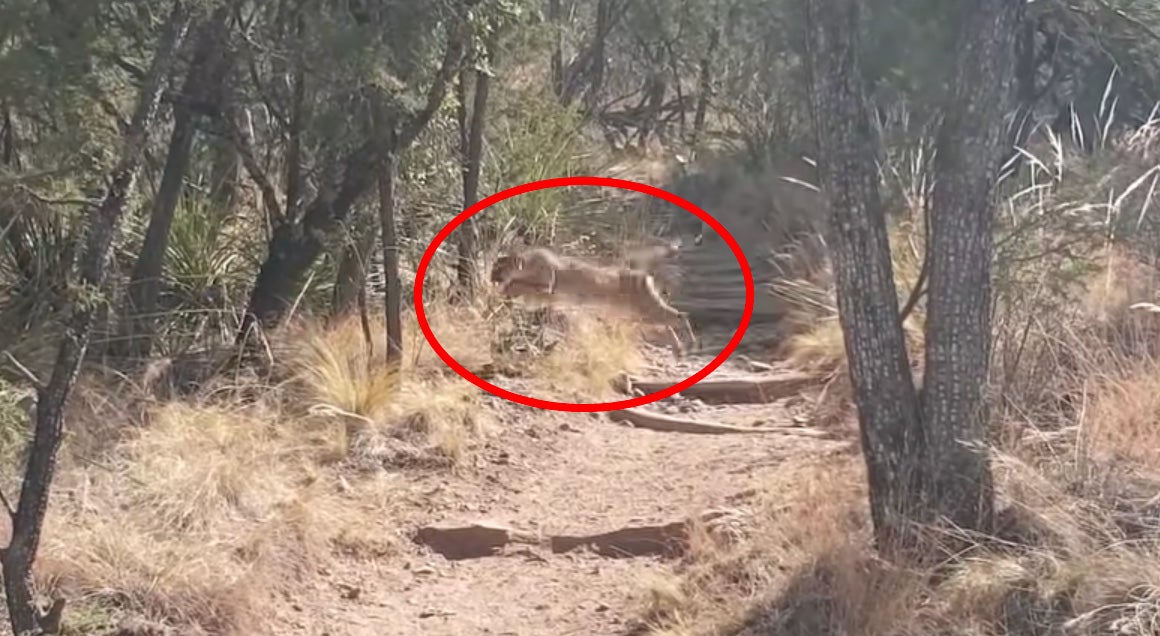 mountain lion jumps off of hiking trail
