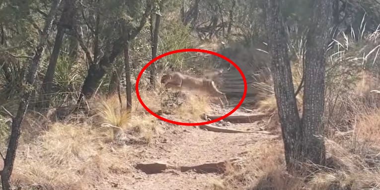 Video: Mountain Lion Ambushes Deer in Big Bend National Park