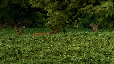 photo of deer in food plot
