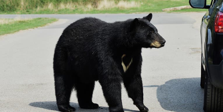 Video: Black Bear Trapped In SUV Trashes Vehicle and Eats Kid’s Homework