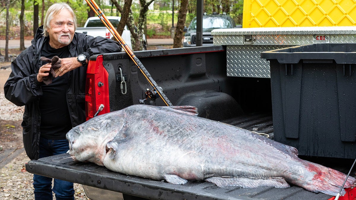 man poses with large blue catfish on pickup truck