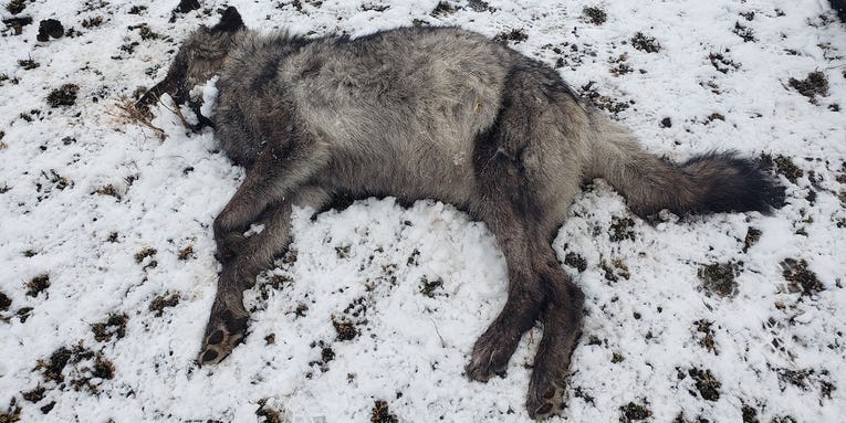 Oregon Wolf Killings Continue, Combined Reward Reaches Over $80,000