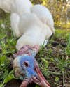 white turkey with blue-pink head