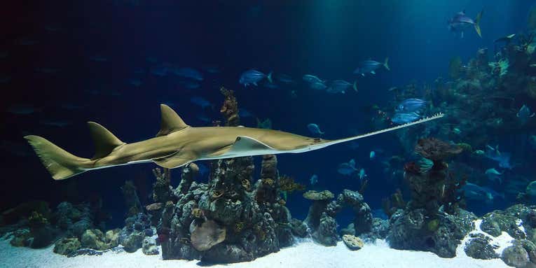 Video: English Angler Lands Rare Sawfish While Fishing For Sharks in Florida