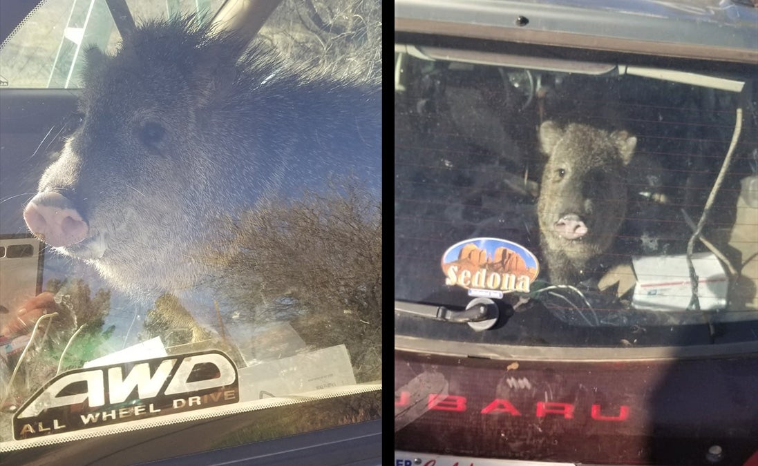 two pictures of a javalina in the back of a Subaru hatchbac