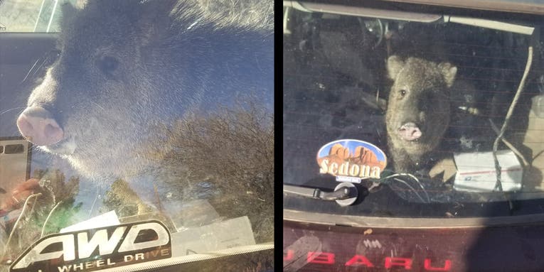 Javelina Breaks Into Subaru, Eats a Bag of Cheetos, Then Goes for a Joy Ride