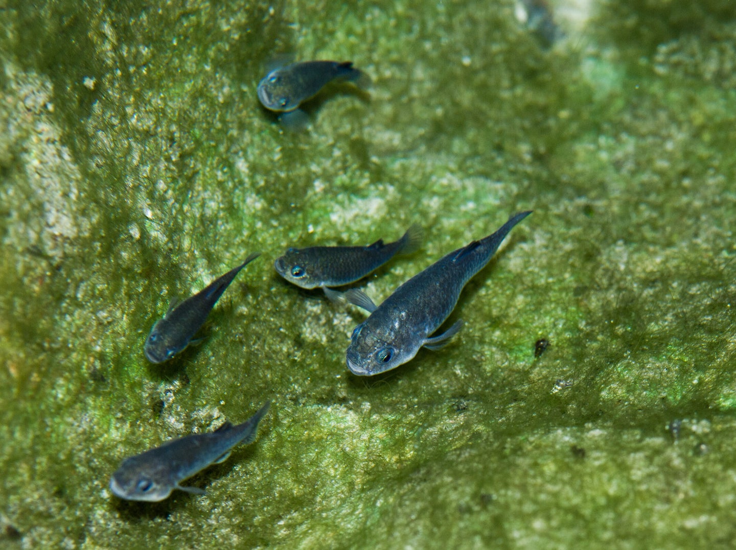 small Devils Hole pupfish in clear water