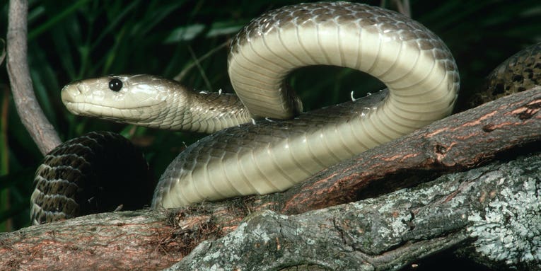 Maryland Man Living With 124 Snakes Dies of “Snake Envenomation”