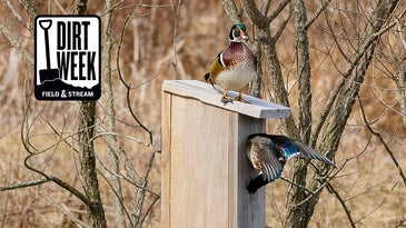 How to Make a Wood Duck Box: A Step By Step Guide