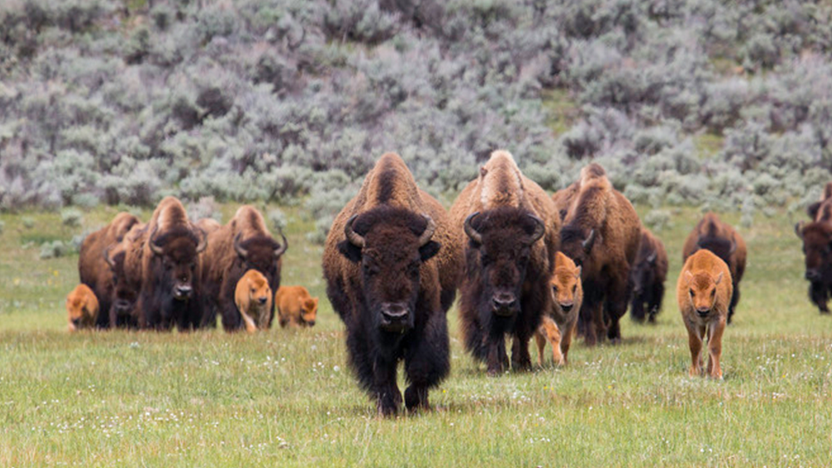 herd of bison walks toward camera