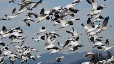 snow geese take flight