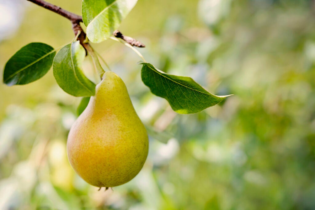 A pear on a tree.