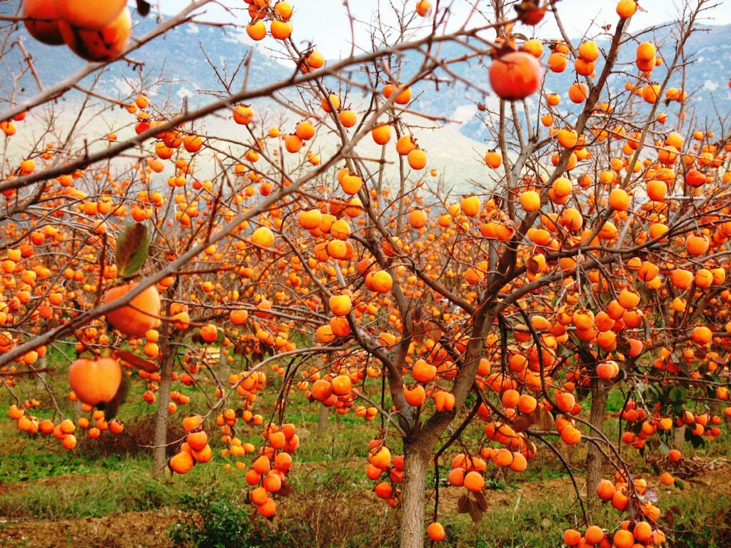 Persimmons on a tree.