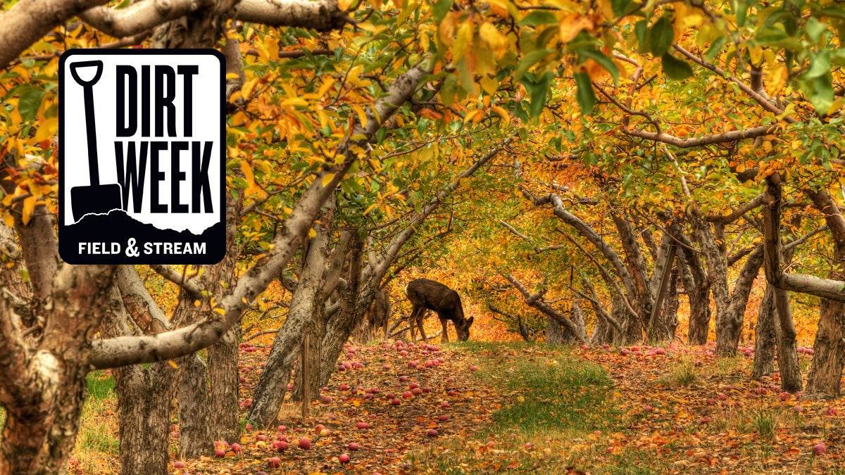 A deer is seen eating apples in an orchard. The trees are covered in fall foliage and red apples are on the ground.