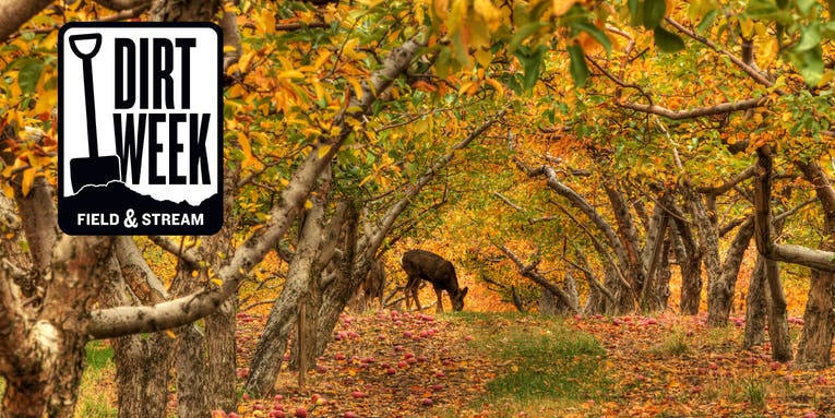 The Best Trees (and Two Shrubs) for Deer Hunters to Plant