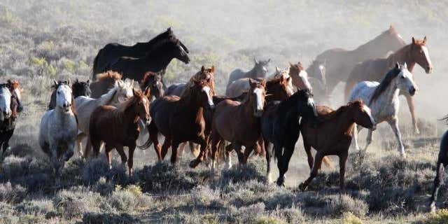 There Are Too Many Wild Horses and Burros in the American West, According to Survey