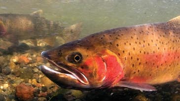 Montana Plans to Bring Back Cutthroat Trout—By Removing Rainbow Trout