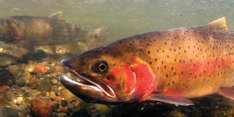 Montana Plans to Bring Back Cutthroat Trout—By Removing Rainbow Trout