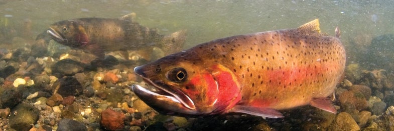 Unlike rainbows, browns, lakers, or brookies, Yellowstone cutts are native to Yellowstone.