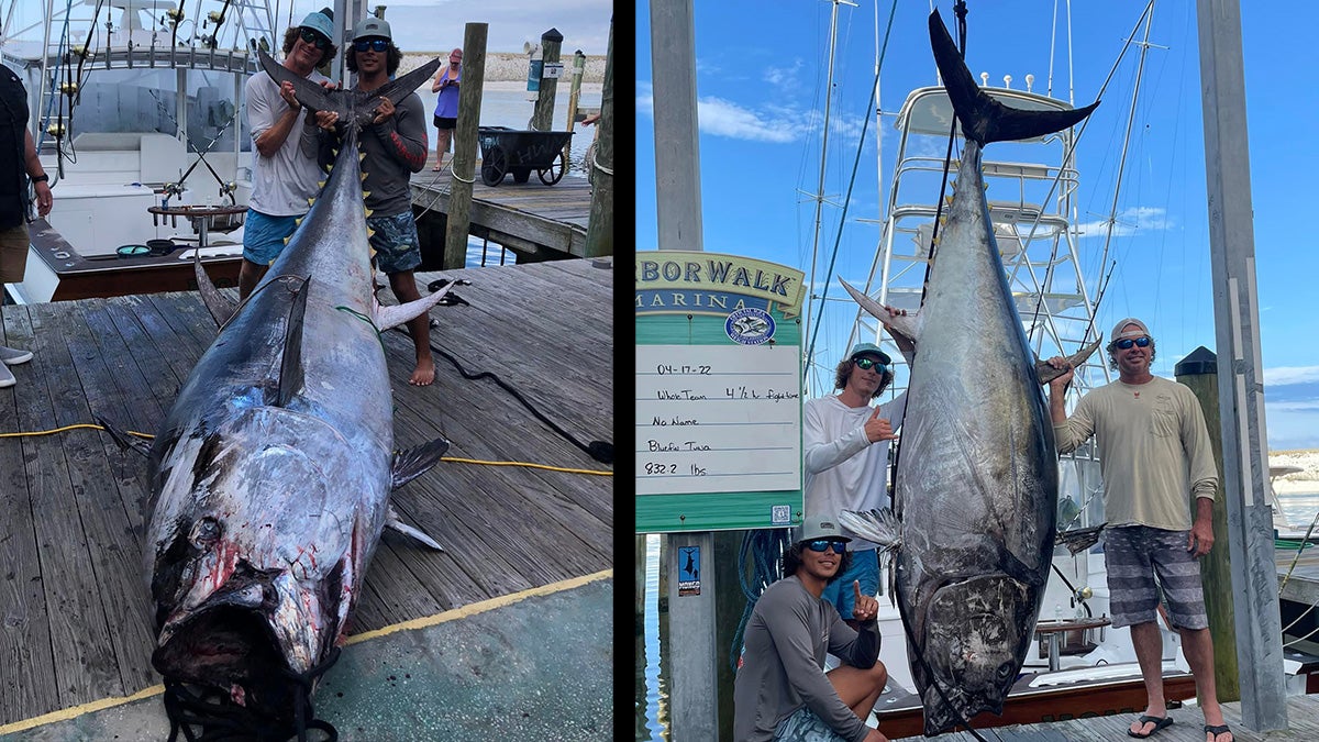 anglers pose with large tuna