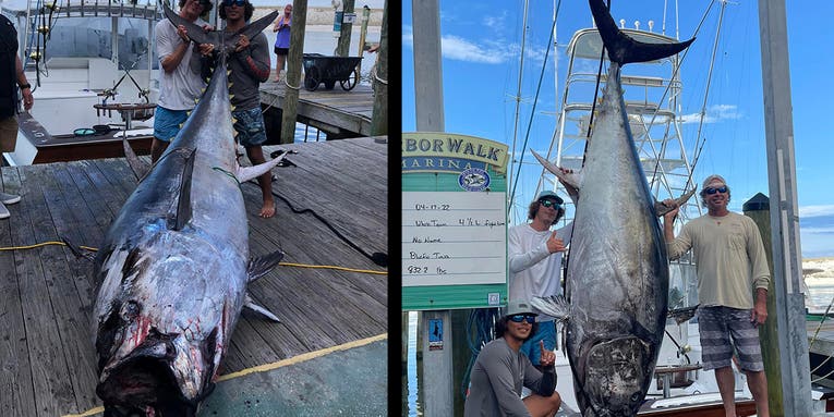Florida Anglers Boat Giant 832-Pound Potential State Record Bluefin Tuna