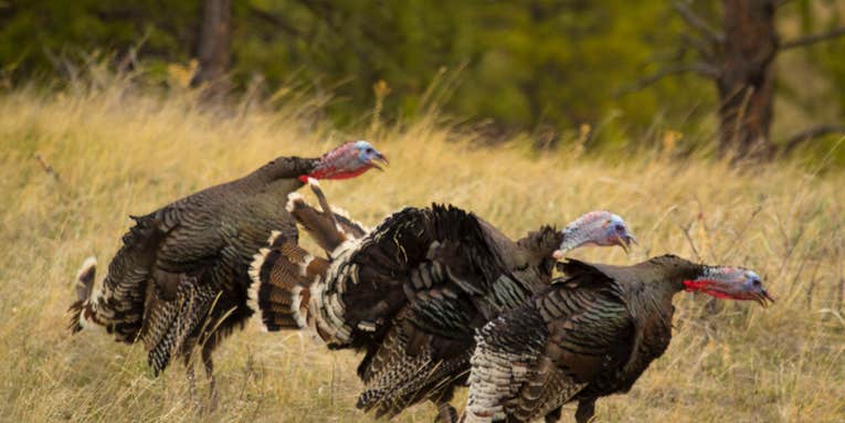 Best Deals at the Cabela’s Turkey Hunting Sale