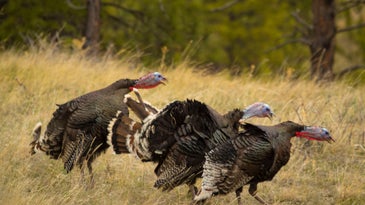 Best Deals at the Cabela's Turkey Hunting Sale