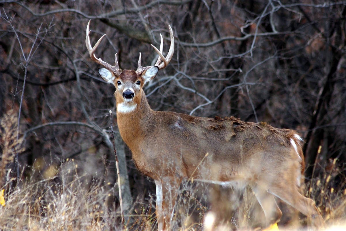 whitetail deer buck looks at camera