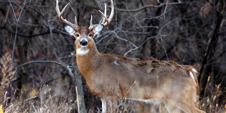 Maine Looks to Shake Up Deer Hunting Regulations and Increase Deer Habitat