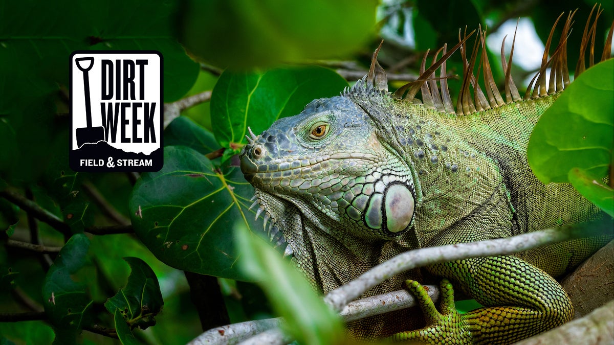 Green iguana on a branch.