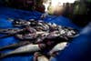 A pile of dead Asian carp on a blue tarp.