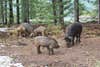 Feral pigs in the woods.