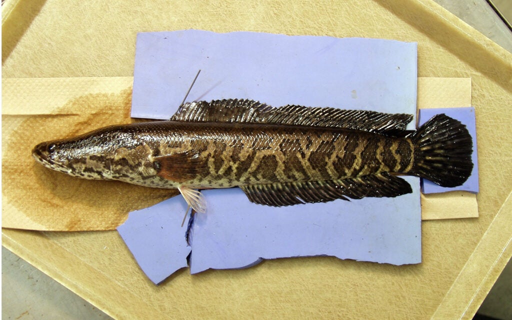 Snakehead fish on a table.