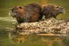 Two nutria perched on a log.