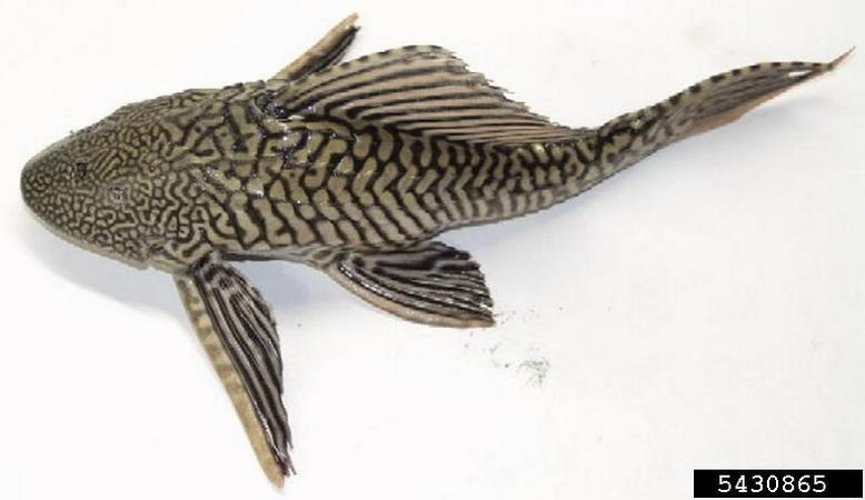Armored catfish on a white background.