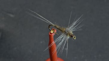 F&S Fly of the Week: Hackle-Winged Rusty Spinner