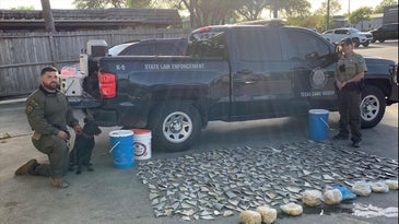 Texas Game Wardens Confiscate 381 Shark Fins From San Antonio Restaurant