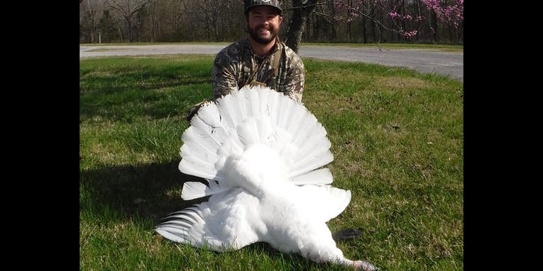 “Turkey of a Lifetime!” Public Land Hunter Kills White Leucistic Gobbler