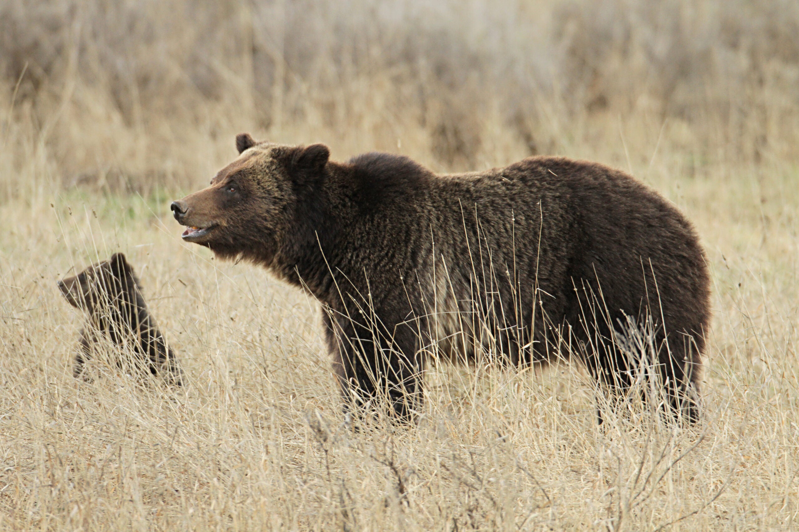 Idaho Poachers Sentenced After Admitting to Shooting Grizzly Sow 40 Times