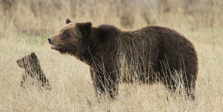 Idaho Poachers Sentenced After Admitting to Shooting Grizzly Sow 40 Times