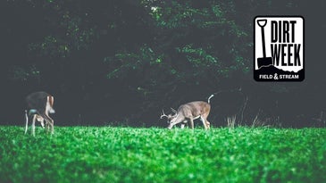 photo of deer in food plot