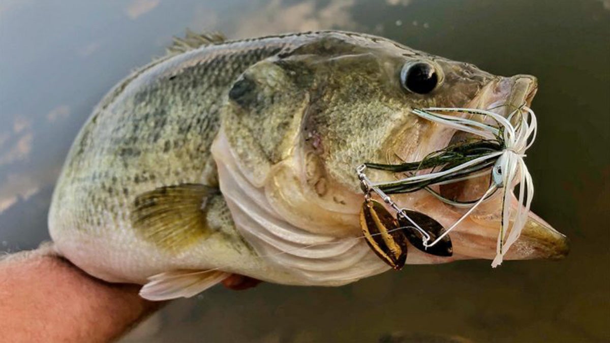 Angler holding bass with spinnerbait in mouth.