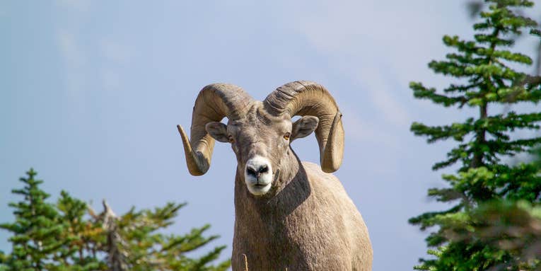 Study Shows Fire Suppression May Help Cougars Prey on Bighorn Sheep